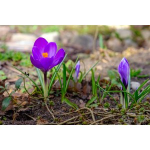 Krokus (Crocus vernus) ´FLOWER RECORD´ - 2-3 cibuľky v kvetináči, kont. P11